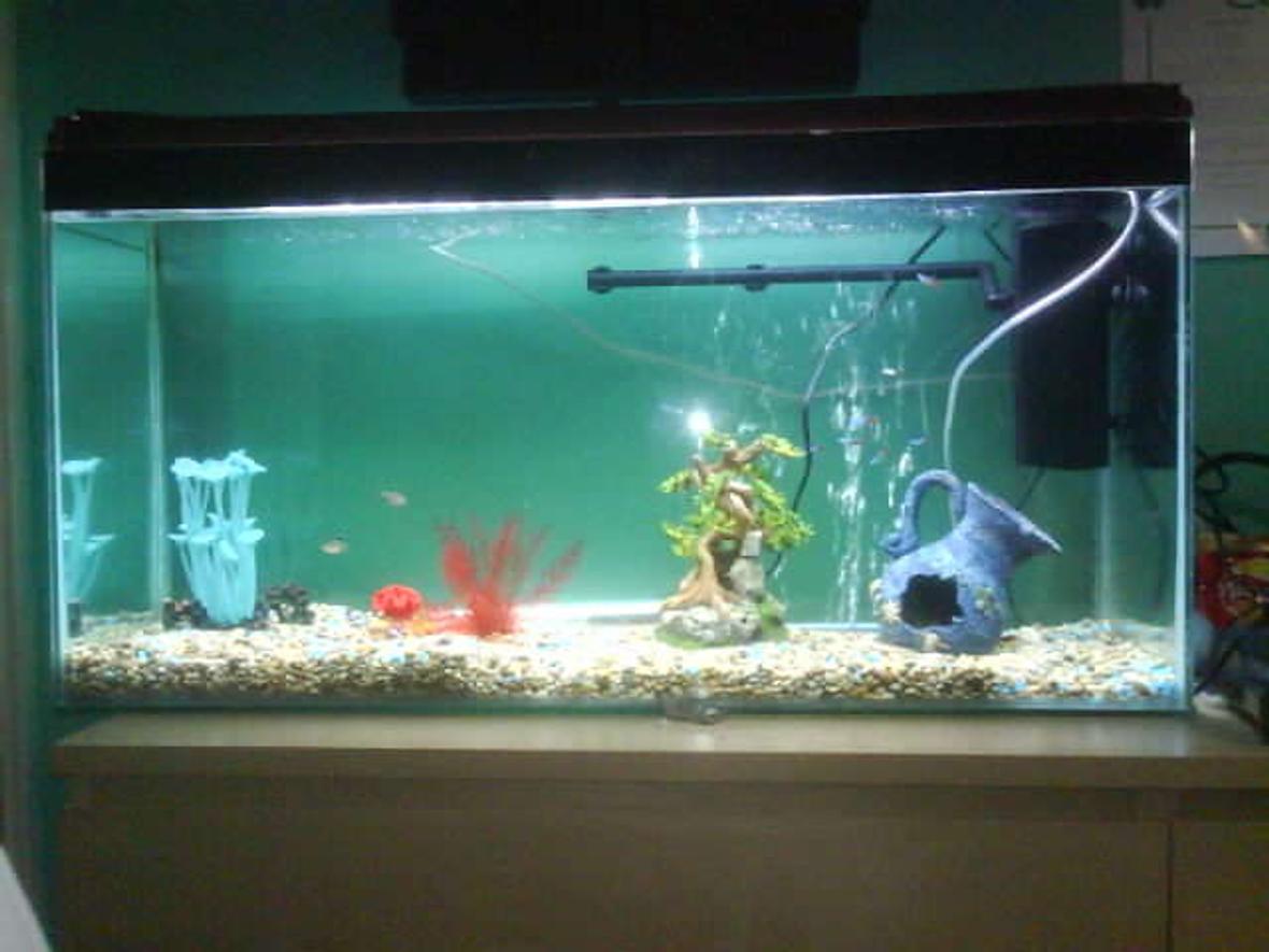 65 gallons freshwater fish tank (mostly fish and non-living decorations) - 2 Weeks Old 11/3/07 All Glass