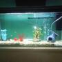 65 gallons freshwater fish tank (mostly fish and non-living decorations) - 2 Weeks Old 11/3/07 All Glass