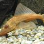 freshwater fish - ancistrus sp. - bushy nose pleco l-144 stocking in 120 gallons tank - 4 inch Pleco
