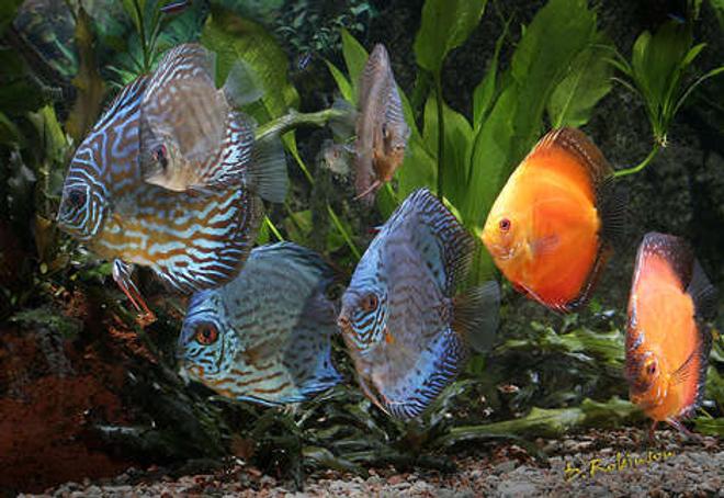 freshwater fish - symphysodon spp. - snakeskin discus stocking in 180 gallons tank - The extended Discuss family in their 150 Gallon Home