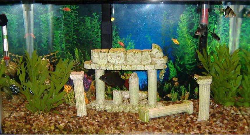 Rated #503: 10 Gallons Freshwater Fish Tank - 10 gallon w/red tail shark,tiger barb,2 bala sharks, male betta, and a pleco
