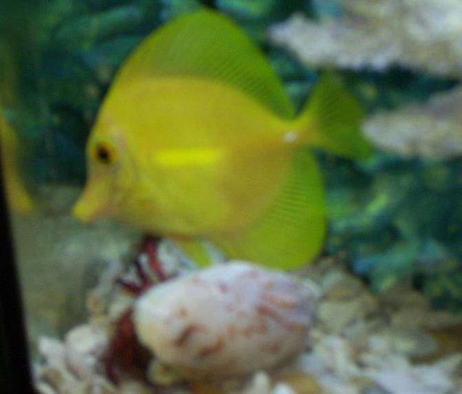 saltwater fish - zebrasoma flavescens - yellow tang - hawaii stocking in 55 gallons tank - hermit crab trying to get my yellow tang