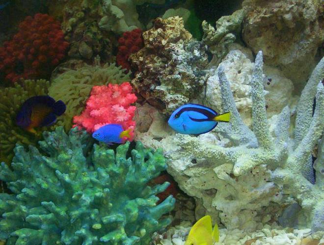 saltwater fish - paracanthurus hepatus - blue tang stocking in 55 gallons tank - some of my fish