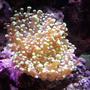 corals inverts - euphyllia paradivisa - frogspawn coral stocking in 20 gallons tank - TRUE GRAPE CORAL IN THIS 20XH REEF