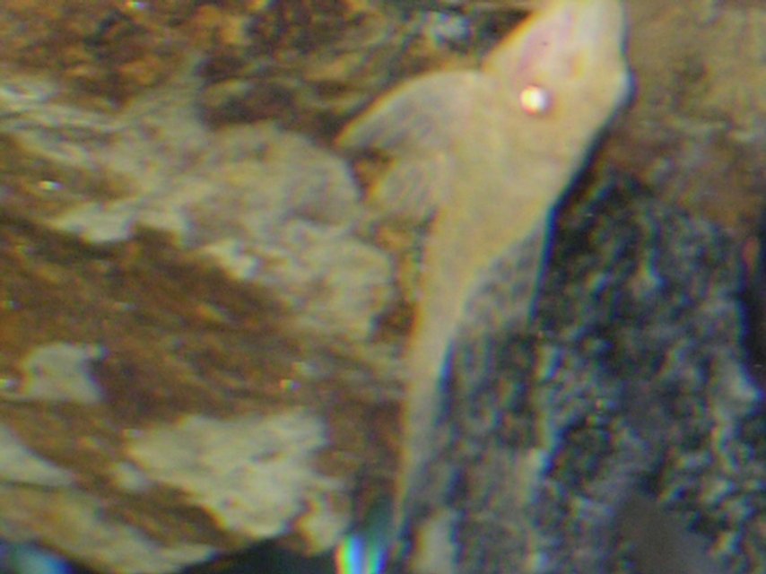 Rated #73: Fish Tank Picture - WHERE DID IT GO?