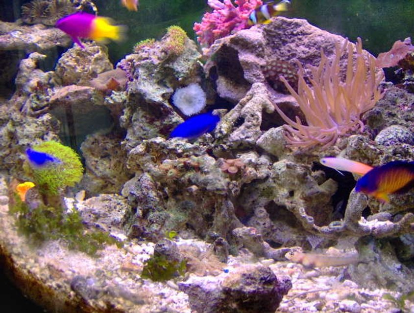 Rated #28: Fish Tank Picture - the mrs. took this pic