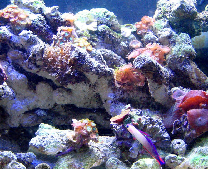 Rated #37: Fish Tank Picture - Main view: 2 month nanno tank, 10 gal