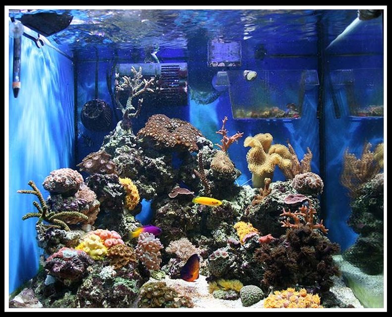 Rated #15: Fish Tank Picture - Aqua Medic Chromis - 8 Months In