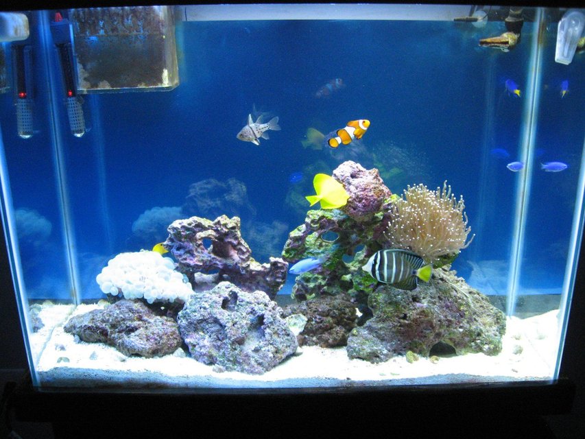 Rated #43: Fish Tank Picture - Whole tankview.