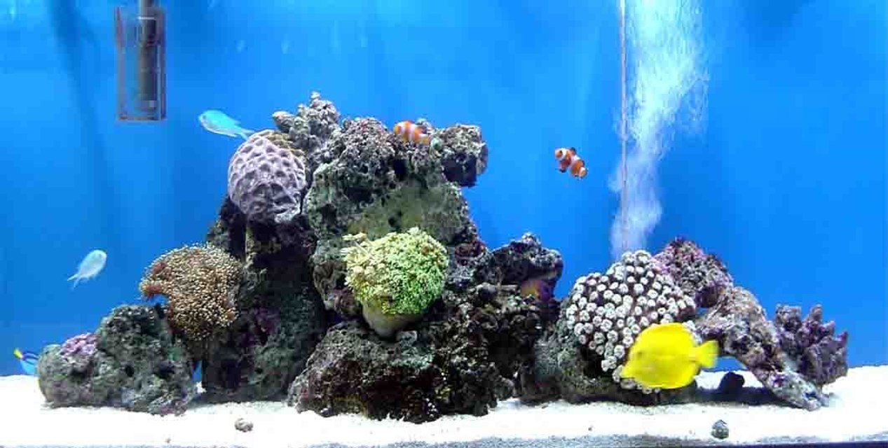 Rated #27: Fish Tank Picture - Tank parameters are great Added a Yellow tang and some more coral. Not an expert on naming them yet, but i think the green ones a golf ball and the one on the right is a galaxia.