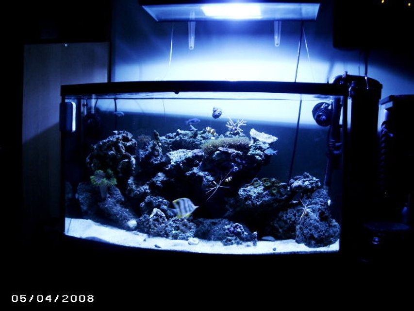 Rated #47: Fish Tank Picture - Tank#1