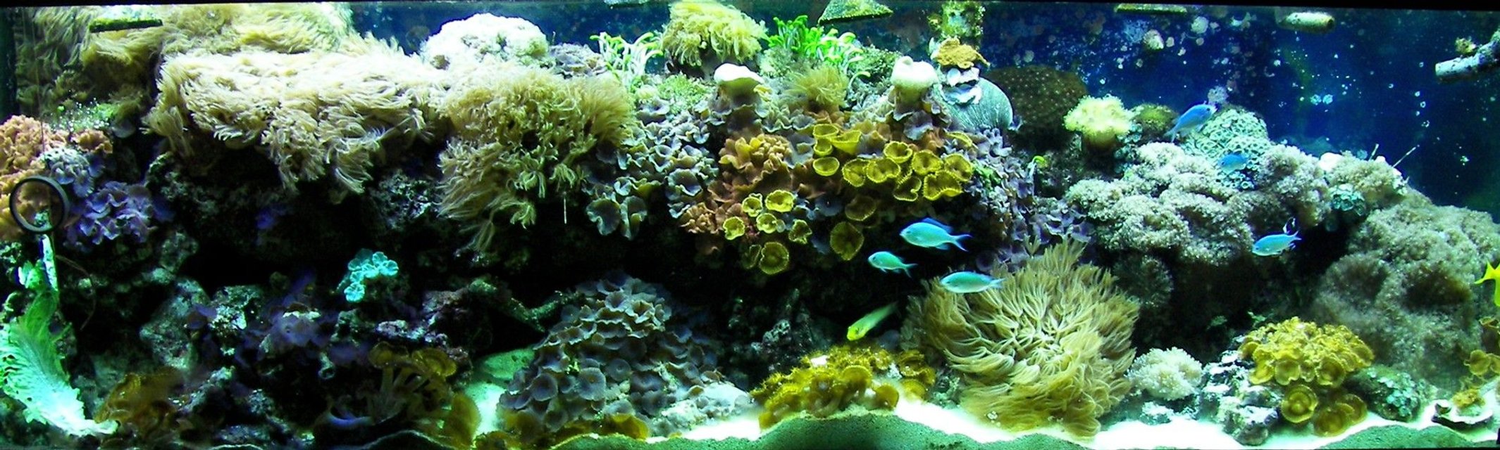 Rated #18: Fish Tank Picture - This photo was taken May 2008