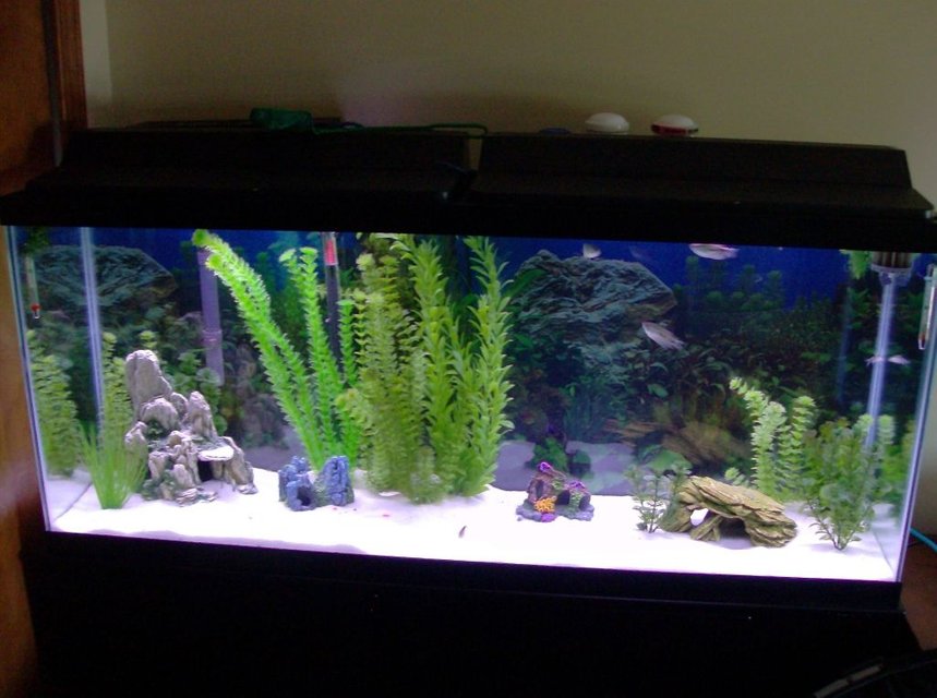 Rated #50: Fish Tank Picture - 55 Gal

Taken on 7/1/2008