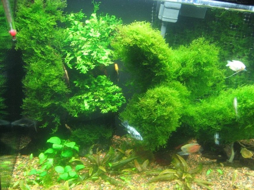 Rated #30: Fish Tank Picture - Other view fish tank as of Aug-04-08