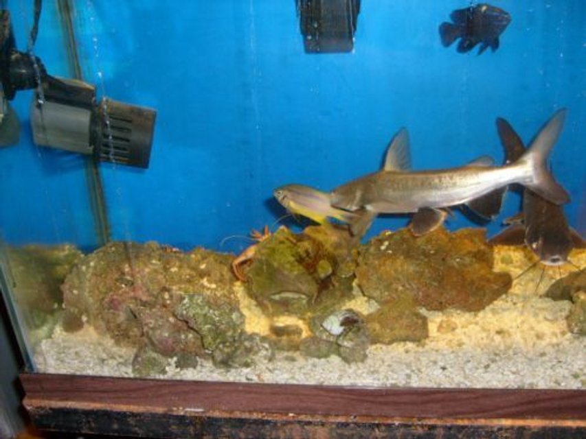 Rated #69: Fish Tank Picture - back in his shell