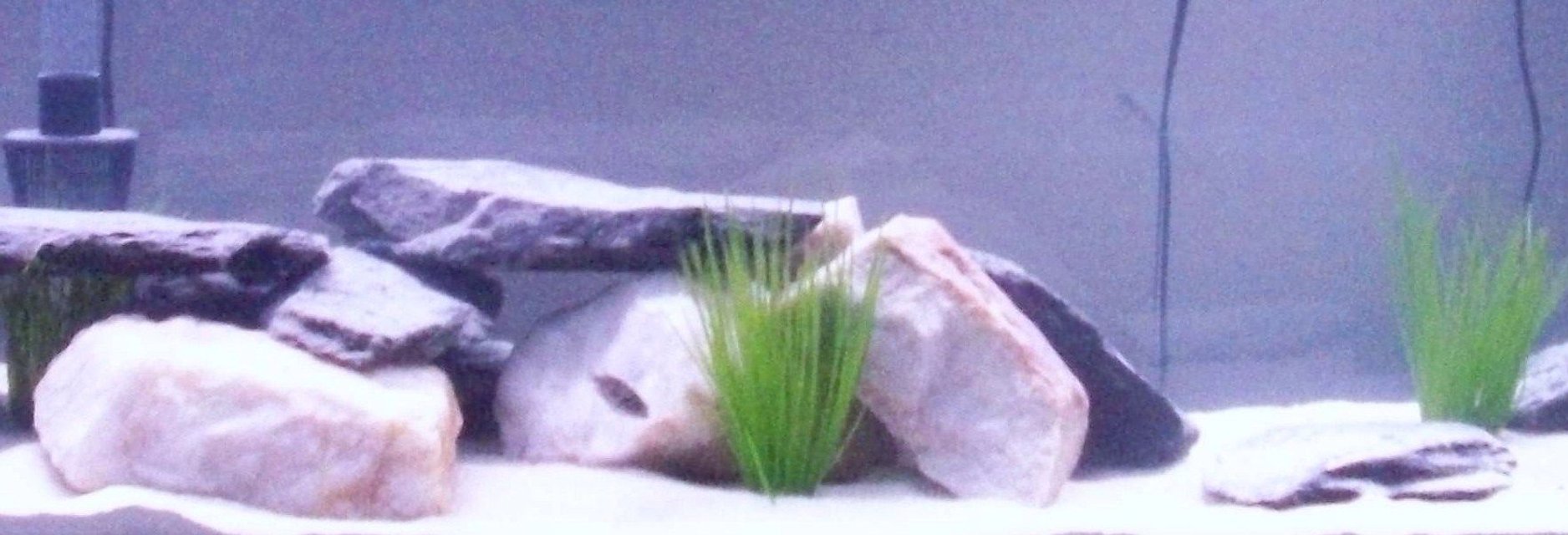 Rated #70: Fish Tank Picture - my 55 gal.