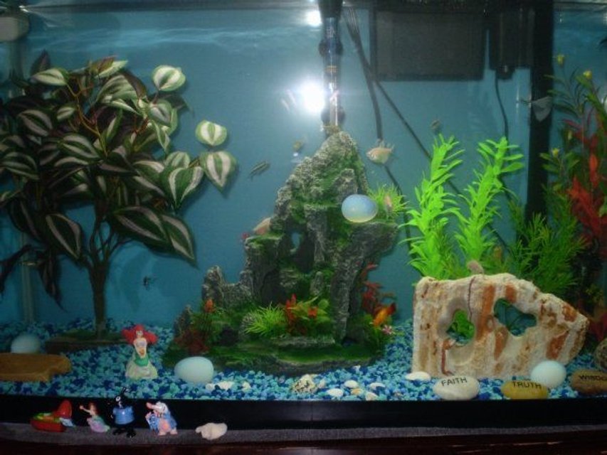 Rated #72: Fish Tank Picture - This is an old picture, so the description doesn't really match the tank right now. A new one is coming soon though!