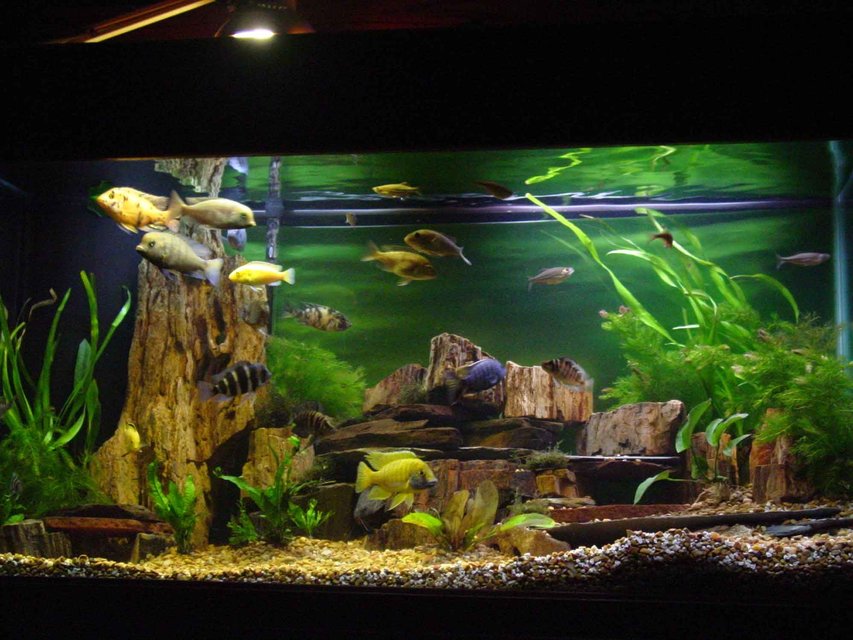 Rated #36: Fish Tank Picture - feeding time