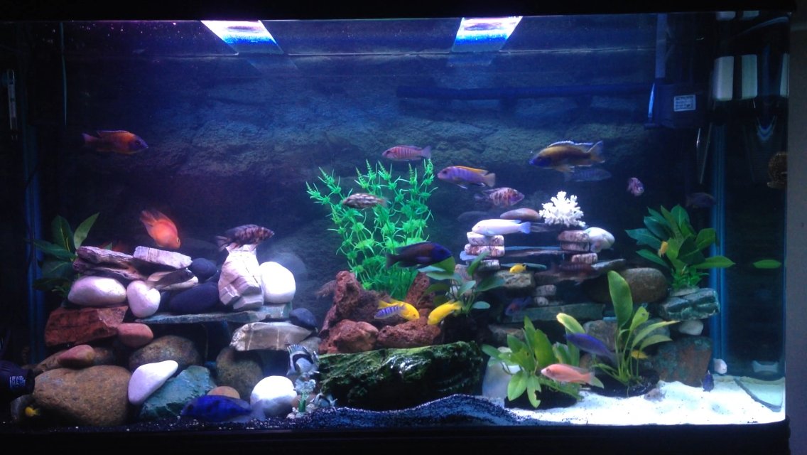 Rated #11: Fish Tank Picture - new set up