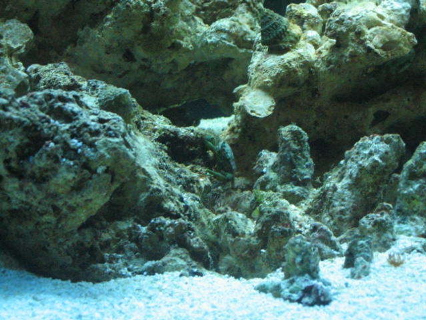 Rated #63: Fish Tank Picture - here we have one emrald and a turbo  up top