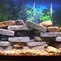 fish tank picture - African Cichlid tank 8 Small Cichlids and 1 pleco