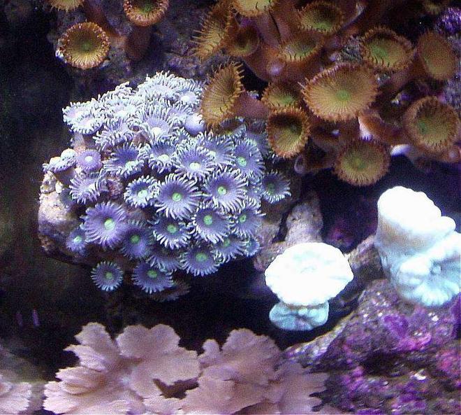 corals inverts - palythoa sp. - colony polyp, encrusting stocking in 20 gallons tank - RARE PURPLE ZOOS. TURQUOISE TRUMPET, CABBAGE LEATHER, AND PALYTHOAS