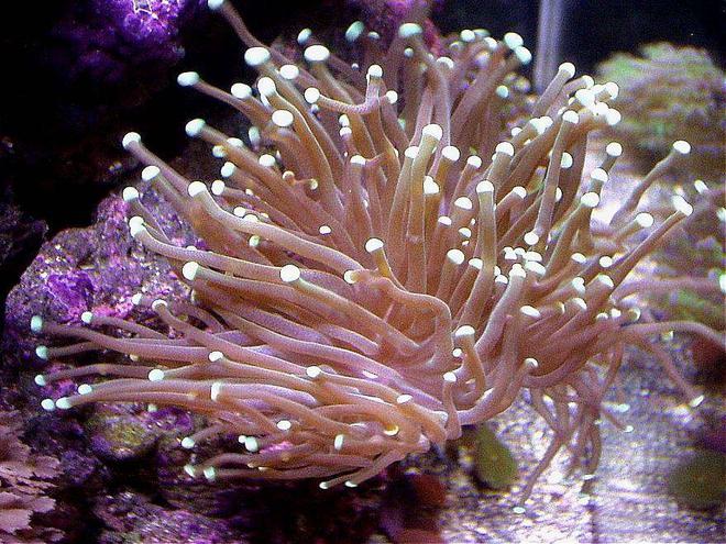 corals inverts - euphyllia glabrescens - torch coral stocking in 20 gallons tank - LONG TENTACLE TORCH CORAL LEFT SIDE BOTTOM 20XH REEF