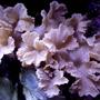 corals inverts - sinularia brassica - cabbage leather coral stocking in 20 gallons tank - CABBAGE LEATHER CORAL IN BACK LEFT SIDE OF THIS 20XH REEF