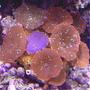 corals inverts - actinodiscus sp. - red mushroom stocking in 20 gallons tank - RED SPECKLE MUSHROOMS WITH PURPLE COLONY ON THE BOTTOM RT. SIDE IN THIS 20 XH REEF