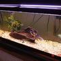 freshwater fish tank (mostly fish and non-living decorations) - 40 gallon All-Glass tank. Aquaclear 70 and 50 HOB filters. 48" strip light.