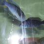 freshwater fish - sciaenochromis ahli - electric blue cichlid stocking in 55 gallons tank - Eletric Blue Ahli (female) Male Ice blue