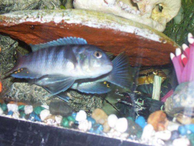 freshwater fish - metriaclima greshakei - ice blue red top zebra stocking in 55 gallons tank - My two Ice blue males preparing to fight