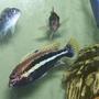 freshwater fish - melanochromis auratus - auratus stocking in 55 gallons tank - my male auratus with friends