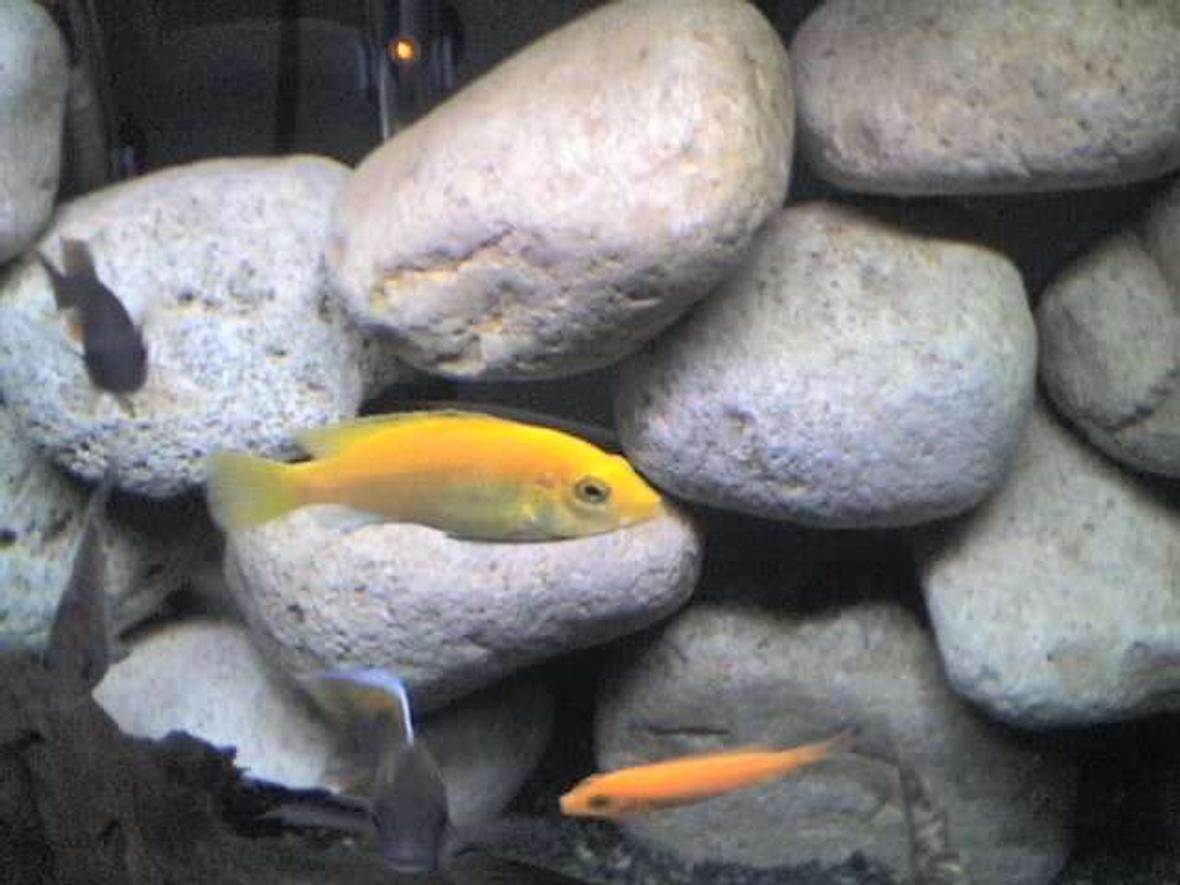 freshwater fish - labidochromis caeruleus - electric yellow cichlid stocking in 65 gallons tank - My yellow lab "taken off of phone"