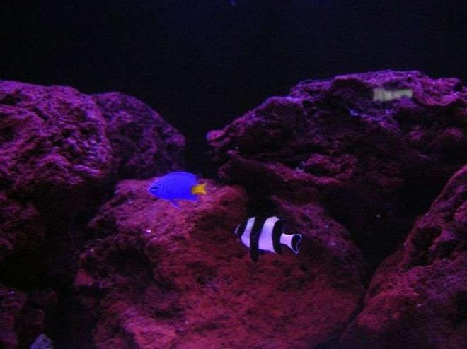saltwater fish - chrysiptera parasema - yellowtail damselfish stocking in 150 gallons tank - Yellow Tail and 4 stripe damsels