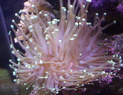 corals inverts - euphyllia glabrescens - torch coral stocking in 20 gallons tank - PINK TORCH CORAL BOTTOM LEFT SIDE..