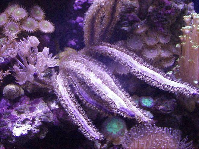 corals inverts - pterogorgia citrina - green lace gorgonian stocking in 20 gallons tank - PURPLE RIMMED PPE, PURPLE BLADE GORGONIAN, PINK PALYTHOAS, LEATHER, XENIAS, GREEN/RED BLASTOMUSSA, ALVEOPORA
