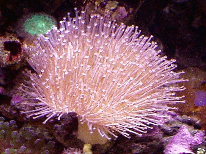 corals inverts - sarcophyton sp. - long polyp leather stocking in 20 gallons tank - PINK LONG TENTACLE TOADSTOOL LEATHER BOTTOM RT.SIDE