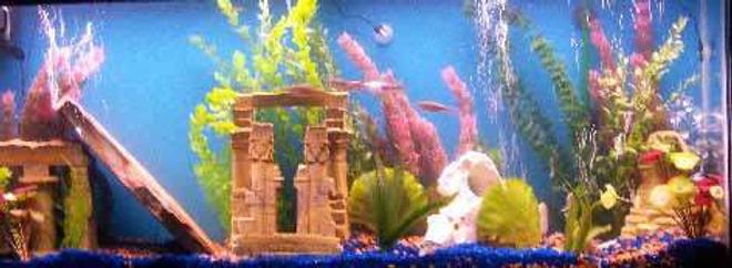 55 gallons freshwater fish tank (mostly fish and non-living decorations) - 55 gallon