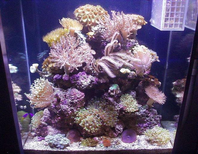 20 gallons reef tank (mostly live coral and fish) - THIS IS MY 20 GAL. EXTRA HIGH REEF NAMED, MARISOL. MAR MEANS, THE OCEAN, AND SOL MEANS, THE SUN. 

TAKE A LOOK AT THE INDIVIDUAL PICS OF EACH CORAL IN THIS TANK. AS I GET MORE PICS, I WILL ADD ON. THANKS FOR LOOKING AND FORGIVE MY PICTURES. I AM NOT A PHOTOGRAPHER. ALL PICTURES TAKEN WITH AN OLYMPUS 1.3 MEGAPIXEL CAMERA.