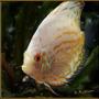 freshwater fish - symphysodon spp. - pigeon blood discus stocking in 180 gallons tank - White Butterfly Discus