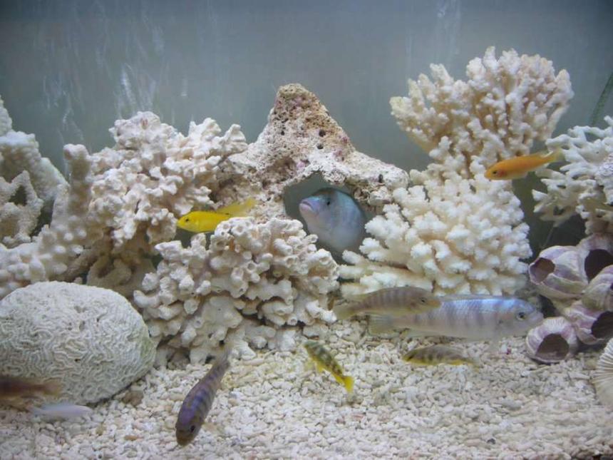 Rated #247: 96 Gallons Freshwater Fish Tank - My Malawi Tank