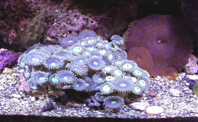 corals inverts - actinodiscus sp. - red mushroom stocking in 20 gallons tank - PURPLE ZOANTHIDS (RARE FROM P.R.)
SUPERMAN MUSHROOMS. BOTTOM LEFT SIDE FRONT