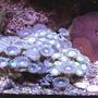 corals inverts - actinodiscus sp. - red mushroom stocking in 20 gallons tank - PURPLE ZOANTHIDS (RARE FROM P.R.) SUPERMAN MUSHROOMS. BOTTOM LEFT SIDE FRONT