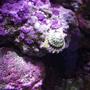 corals inverts - astraea tecta - astraea turbo snail stocking in 20 gallons tank - PURPLE PINK CORALINE ALGA AND ASTREA SNAIL AT WORK...