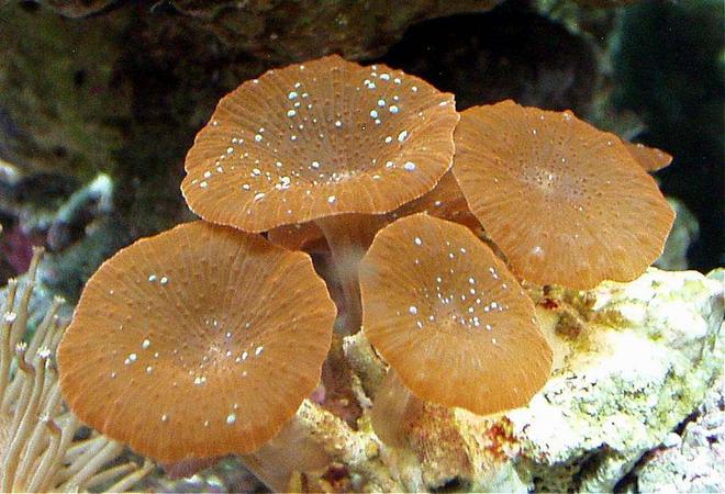 corals inverts - actinodiscus sp. - red mushroom stocking in 20 gallons tank - RED WITH LIGHT BLUE SPECKLE MUSHROOM RT.SIDE TOWARDS THE BACK , BOTTOM.