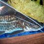 freshwater fish - pimelodus blochii - flat-nosed catfish stocking in 72 gallons tank - Pictus Catfish, Blochii