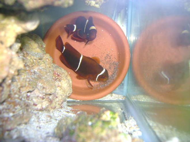 saltwater fish - premnas biaculeatus - maroon clownfish stocking in 29 gallons tank - maroon clown breeding