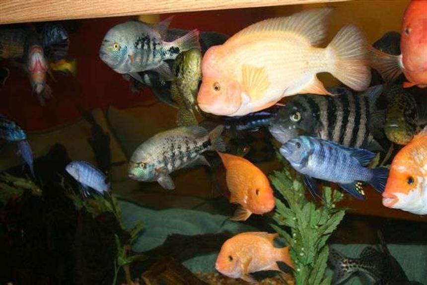 Rated #1472: Freshwater Fish - Amphilophus Labiatus - Red Devil Stocking In 300 Gallons Tank - This is a close up of some of the fish in  my 265 gal tank. This tank drips 4 gph and has a nitrate of less then 20