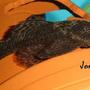 freshwater fish - ancistrus sp. - bushy nose pleco stocking in 101 gallons tank - Ancistrus
